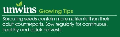 Sprouting Seeds Wheatgrass Seeds Unwins Growing Tips